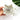 Seashell and Conch Hair Claw Clip, Acetate Hair Clip
