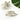 Seashell and Conch Hair Claw Clip, Acetate Hair Clip