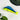 Mahi-Mahi Claw Hair Clip